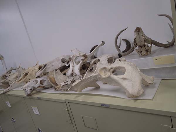 Comparative Collection